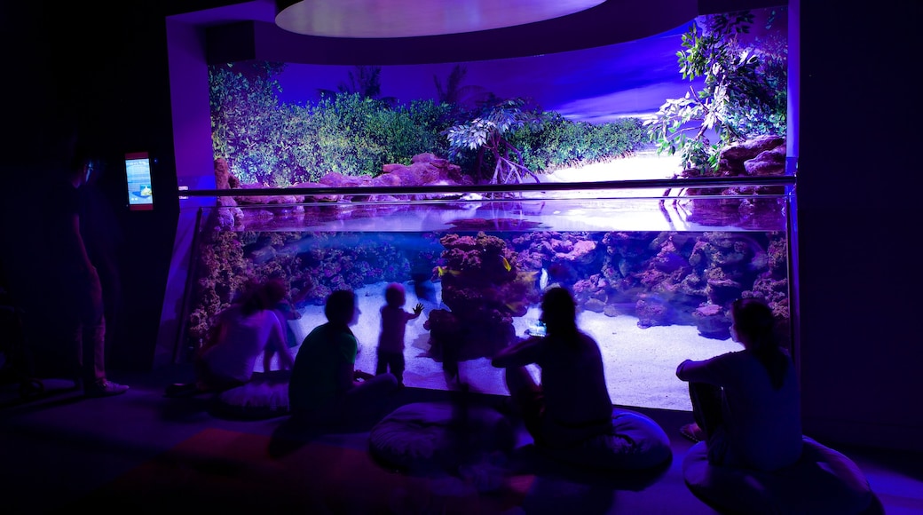 Palma Aquarium showing marine life and interior views