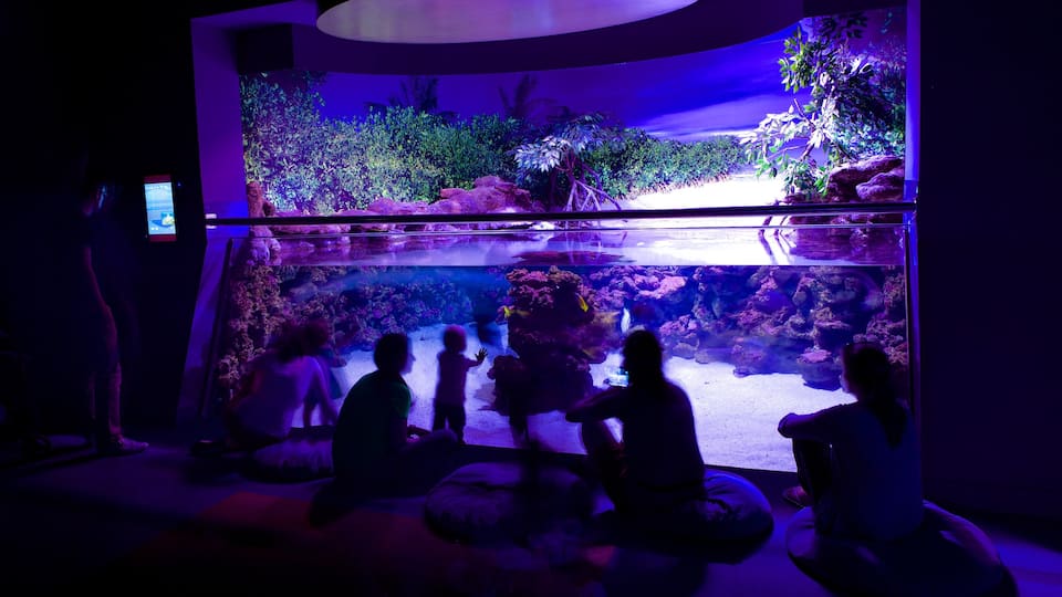 Palma Aquarium which includes marine life and interior views