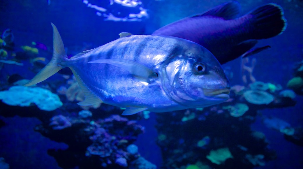 Palma Aquarium som viser sjøliv