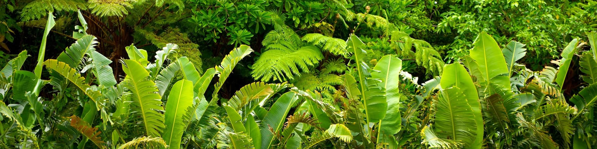 Ryukyu Mura showing a garden