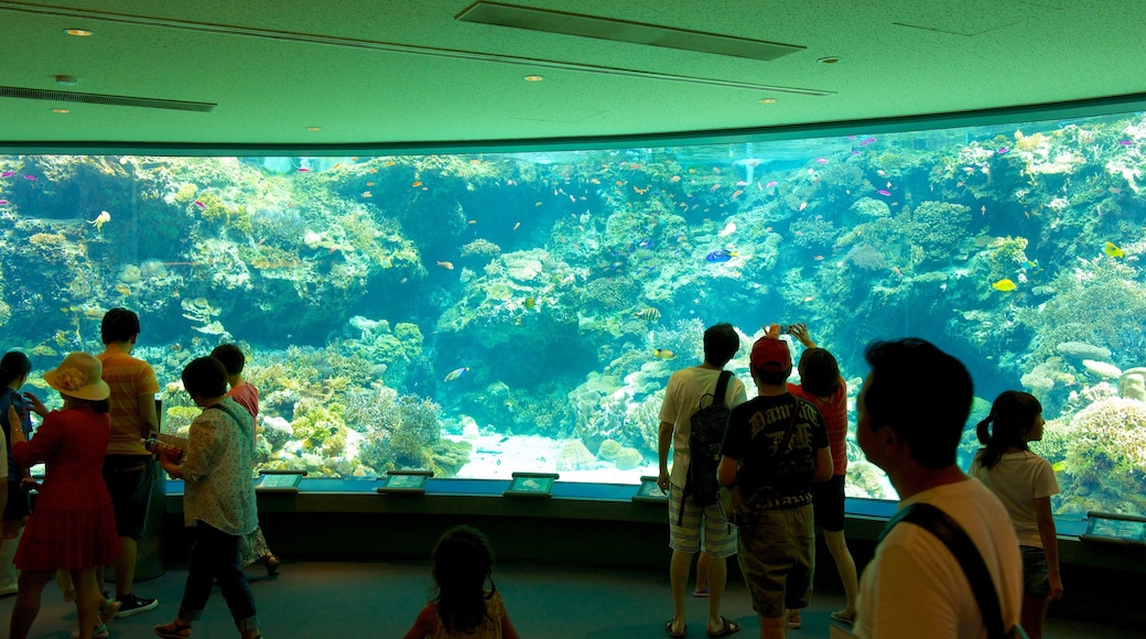Okinawa Churaumi Aquarium showing marine life and interior views