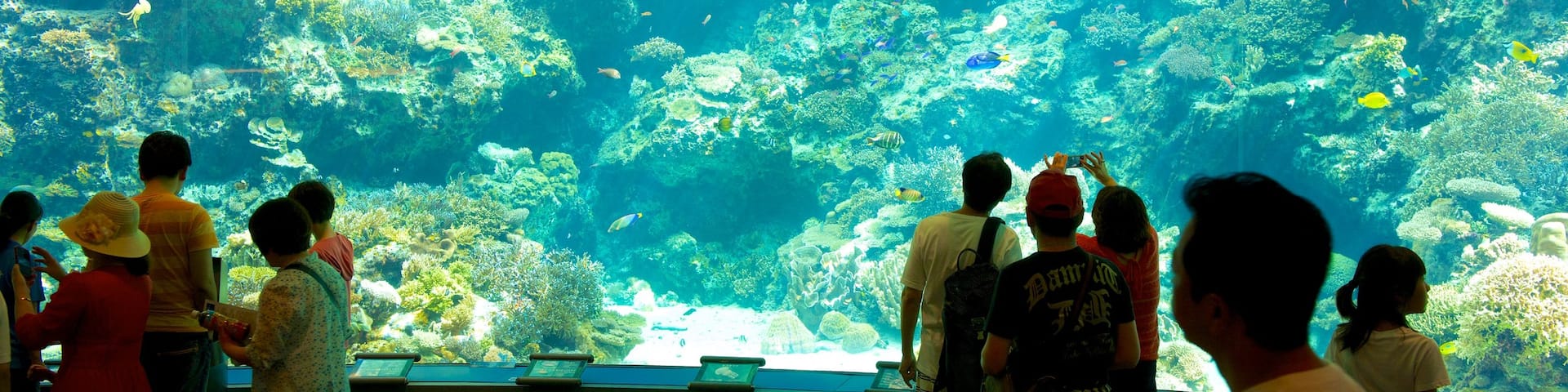 Okinawa Churaumi Aquarium which includes interior views and marine life