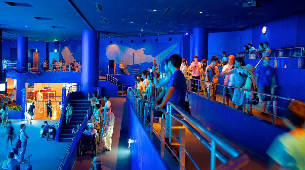 Acuario Churaumi Okinawa ofreciendo vida marina y vistas de interior y también un grupo grande de personas