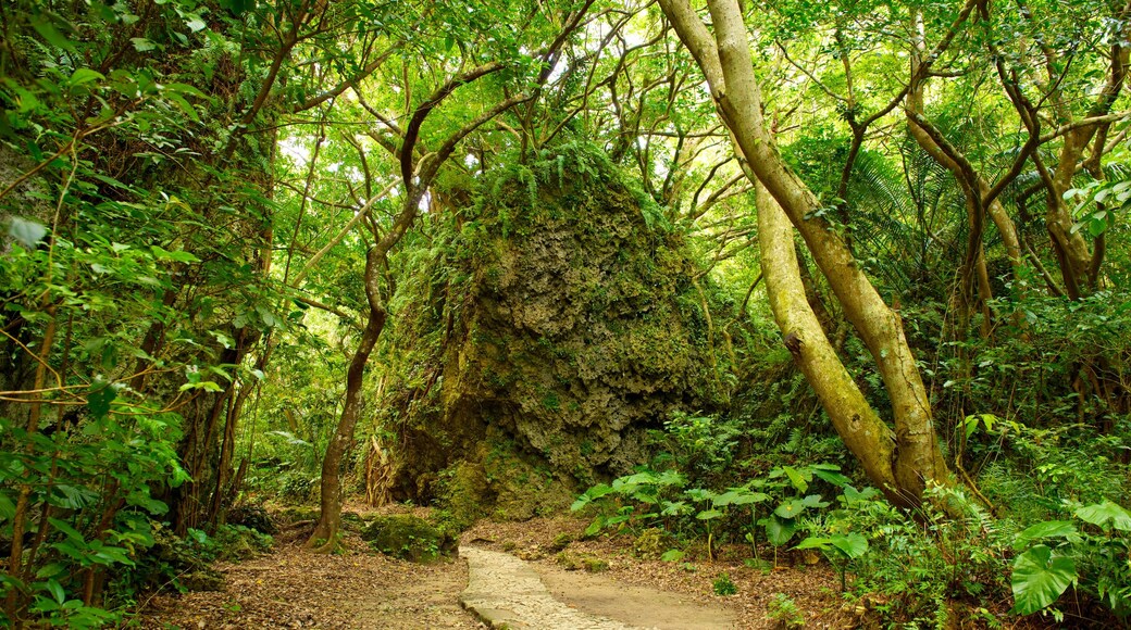 Sefa Utaki showing rainforest