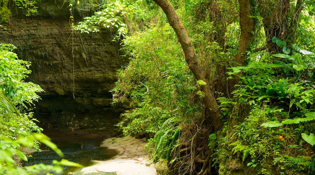 Okinawa showing forest scenes