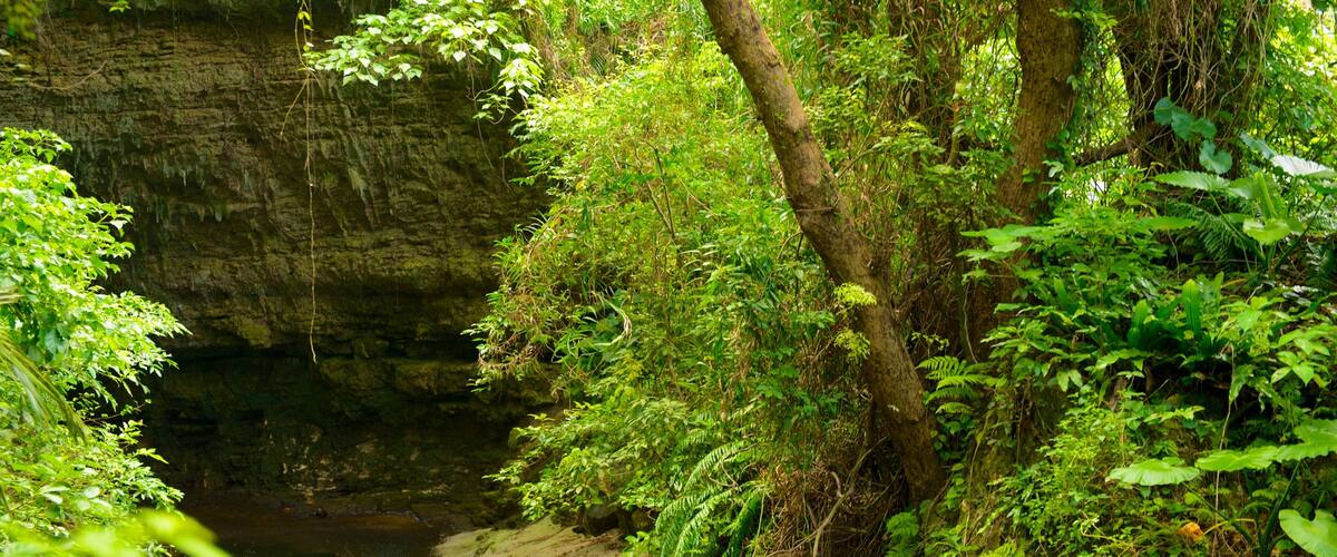 Okinawa featuring forest scenes