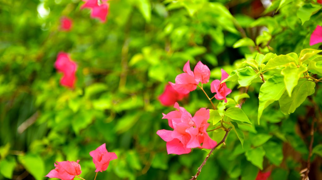 Ryukyu Mura mostrando fiori