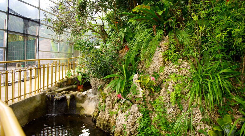 Ryukyu Mura showing a garden and interior views