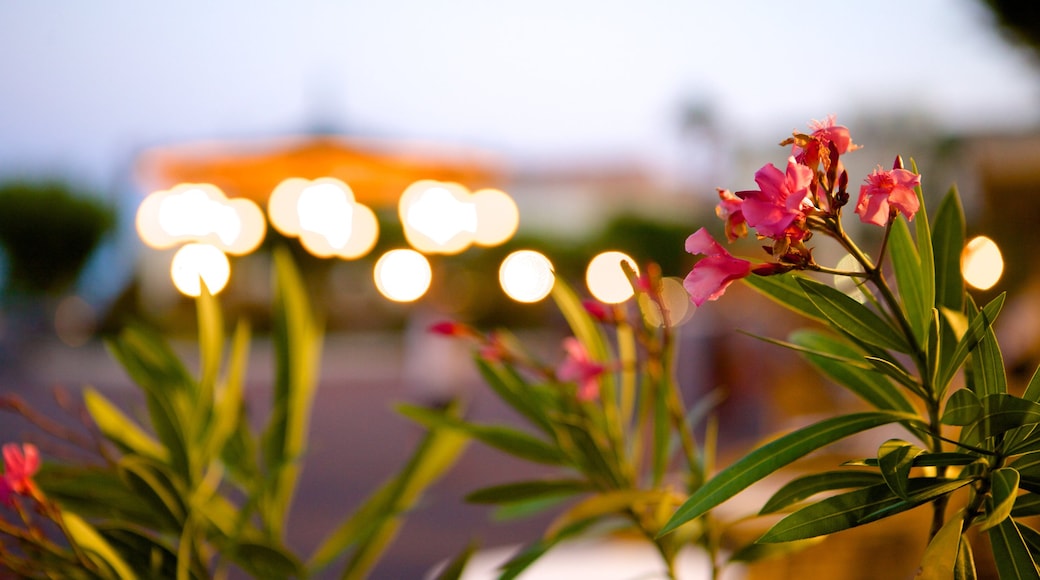 Place St-Nicolas which includes flowers