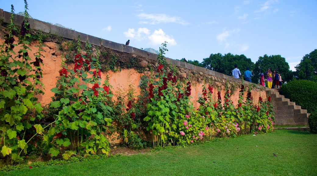 Mughal Gardens featuring flowers