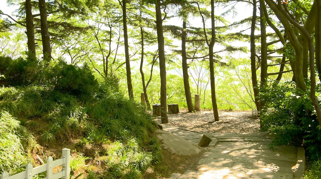 Qingdao showing forests