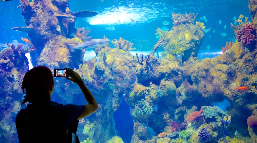 Acquario nazionale di Malta mostrando animali marini, colori della barriera corallina e vista interna