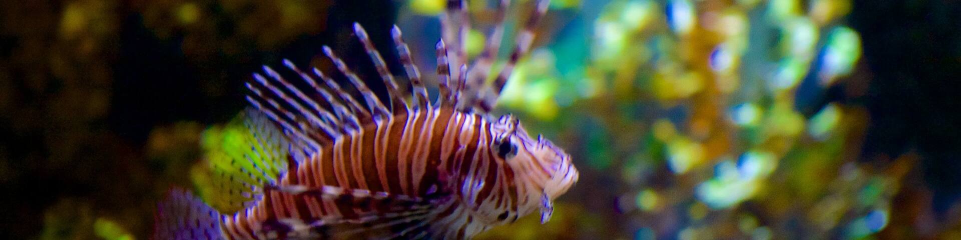 Aquarium national de l\'Île de Malte montrant vie marine