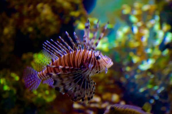 Nationalaquarium Malta das einen Meeresbewohner
