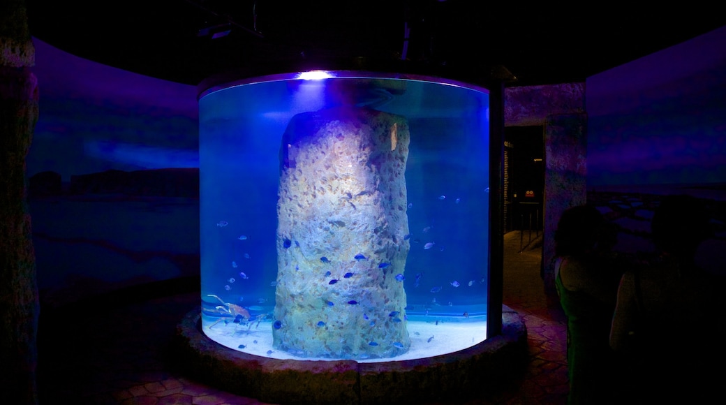 Malta National Aquarium which includes interior views and marine life