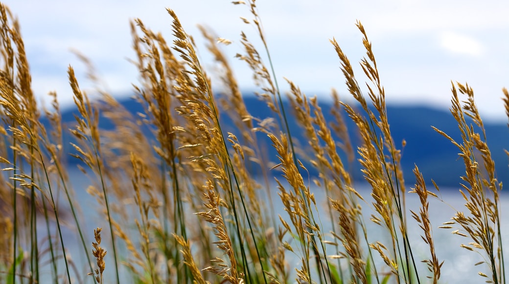 Ingonish showing wild flowers