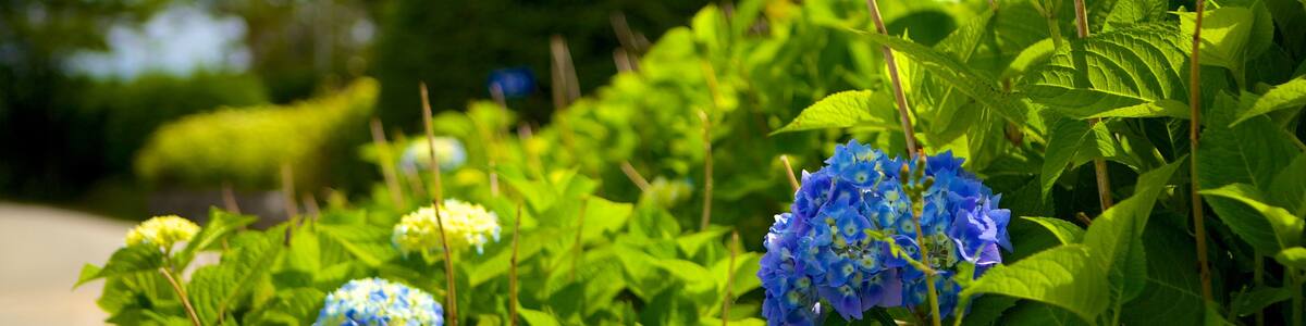 Chester mit einem Blumen