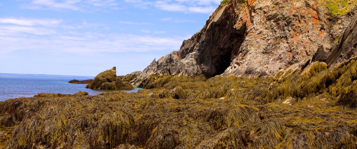 Smuggler\'s Cove featuring rocky coastline