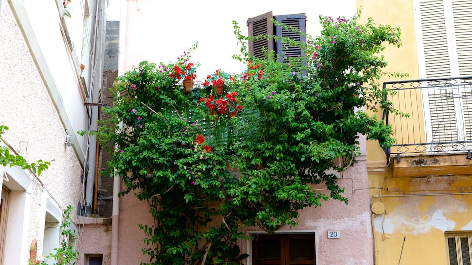 Olbia mostrando casa
