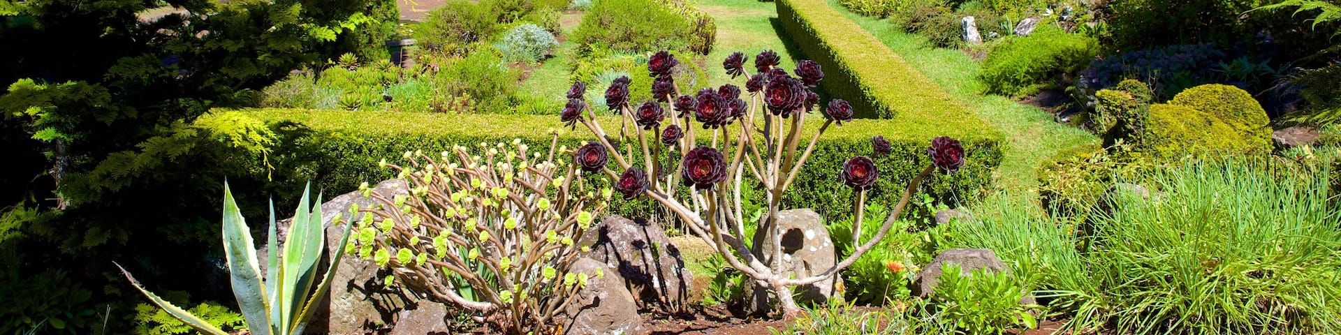 Palheiro Gardens featuring a garden