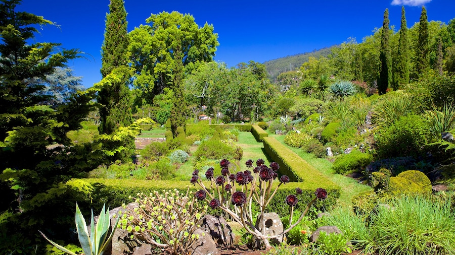 Jardines de Palheiro que incluye un jardín