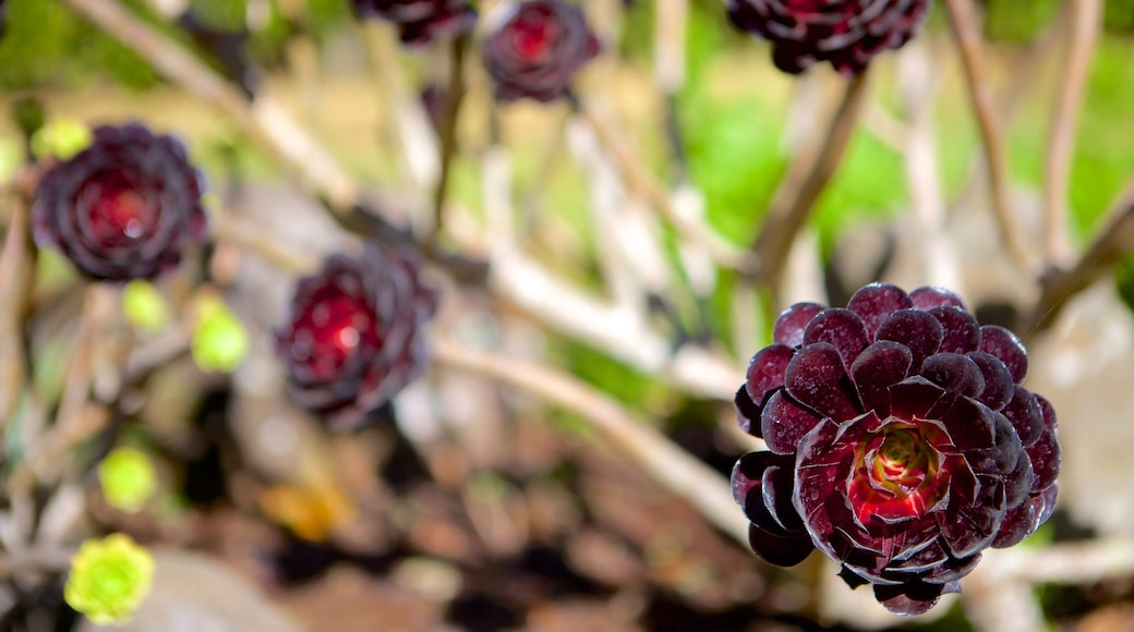 Palheiro Gardens showing flowers