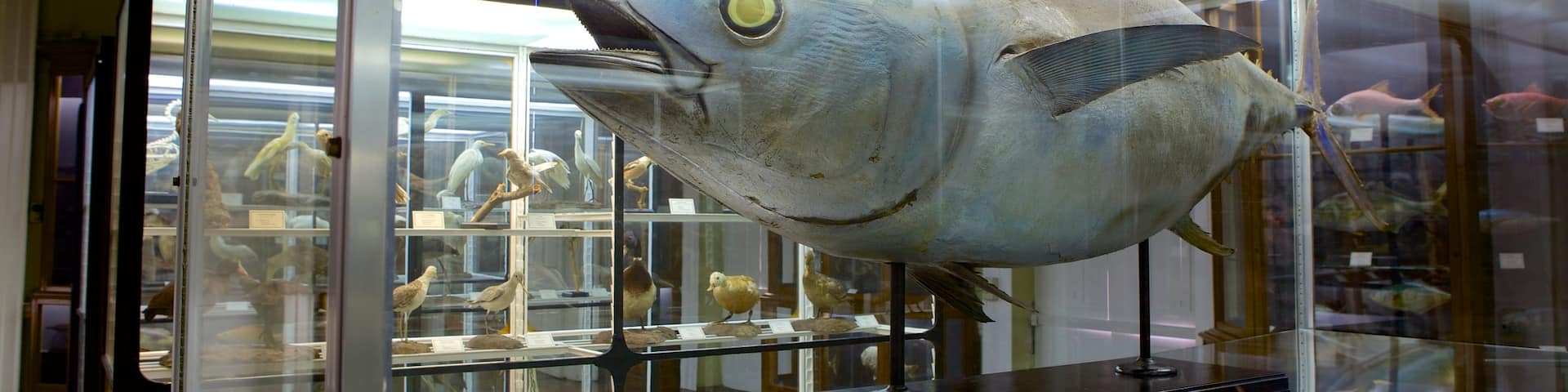Naturkundemuseum welches beinhaltet Innenansichten