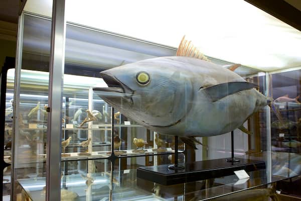 Naturkundemuseum welches beinhaltet Innenansichten