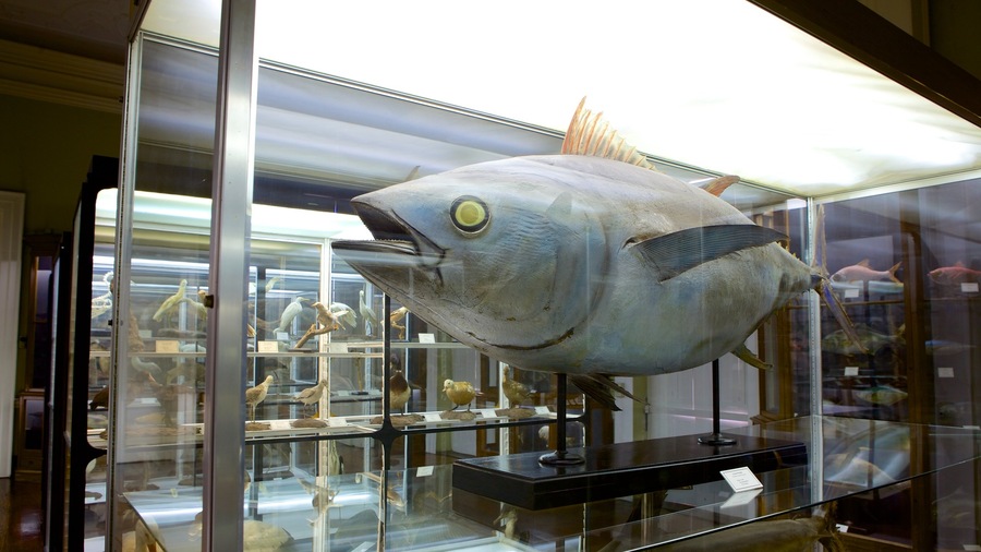 Museo de Historia Natural ofreciendo vistas interiores