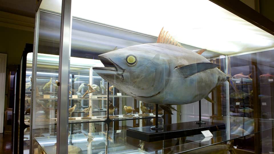 Museum of Natural History featuring interior views