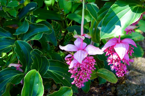 Jardin botanique montrant fleurs