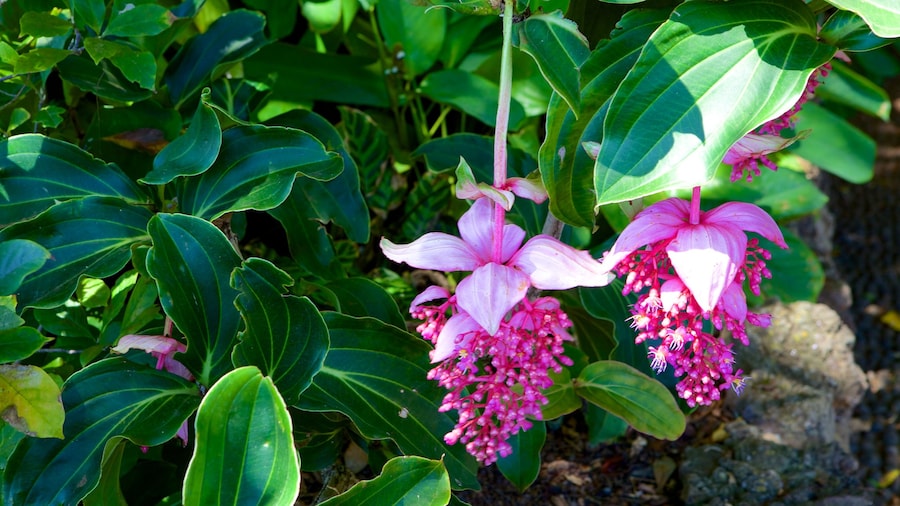 Botanical Garden which includes flowers
