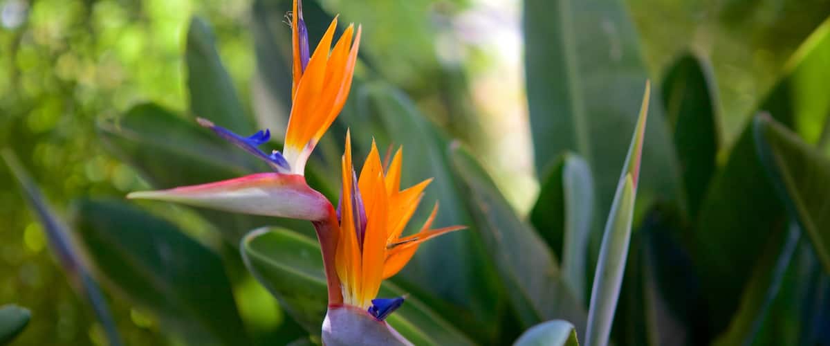 Madeira Botanical Garden which includes flowers