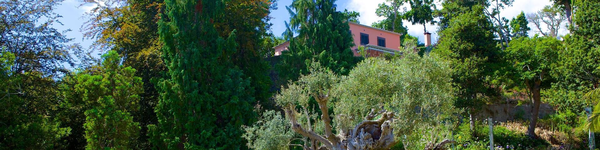 Monte Palace Gärten welches beinhaltet Garten