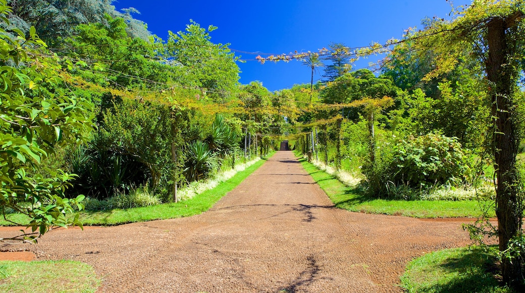 Jardins do Palheiro som inkluderer hage