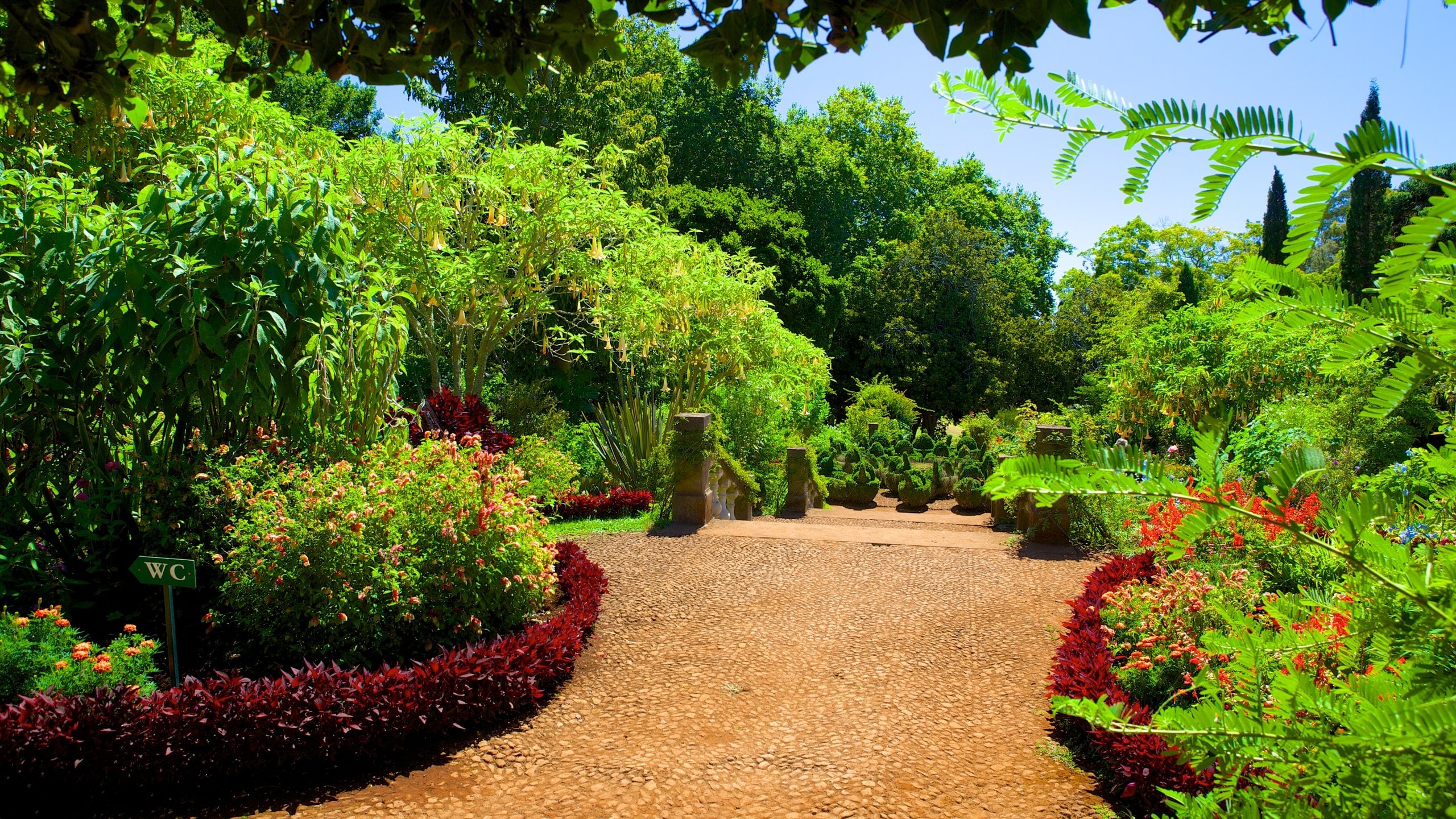 Funchal featuring flowers and a garden