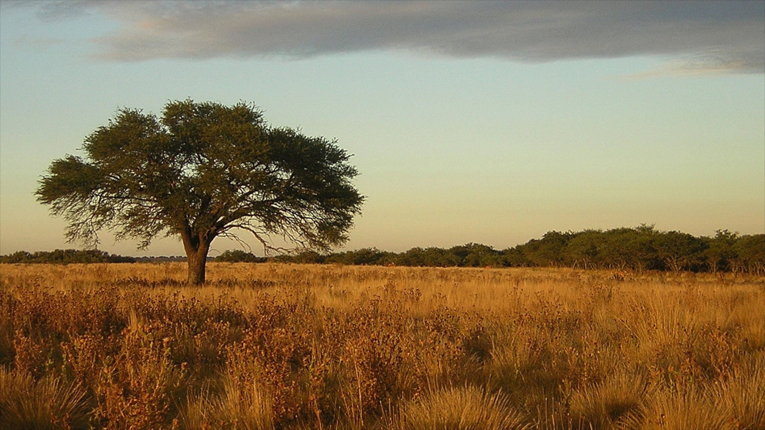 pampa hi safari