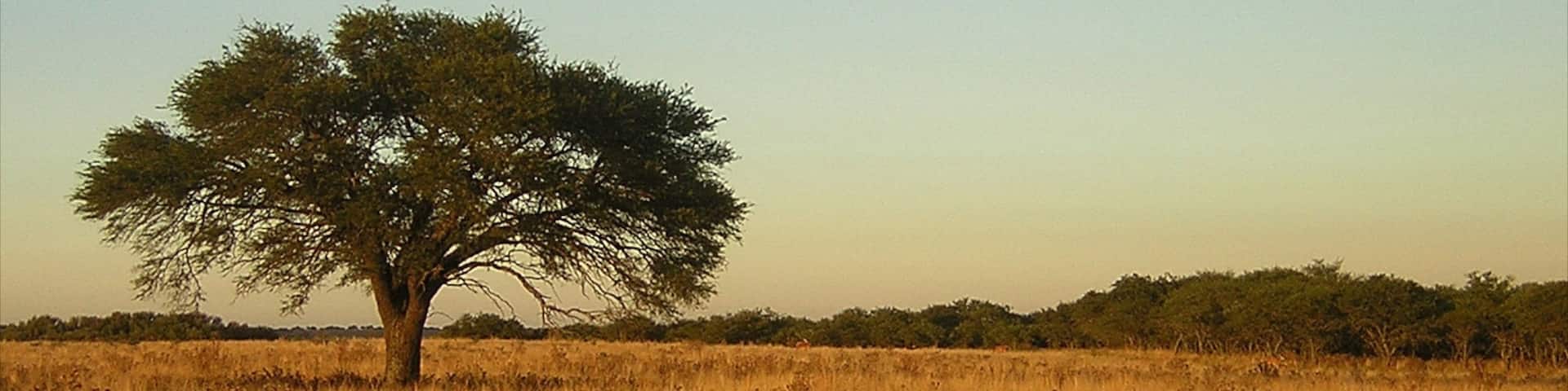 La Pampa featuring tranquil scenes