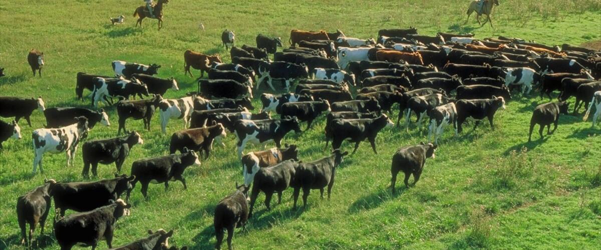 La Pampa showing farmland and land animals