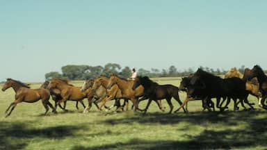 La Pampa featuring land animals and horse riding as well as an individual male