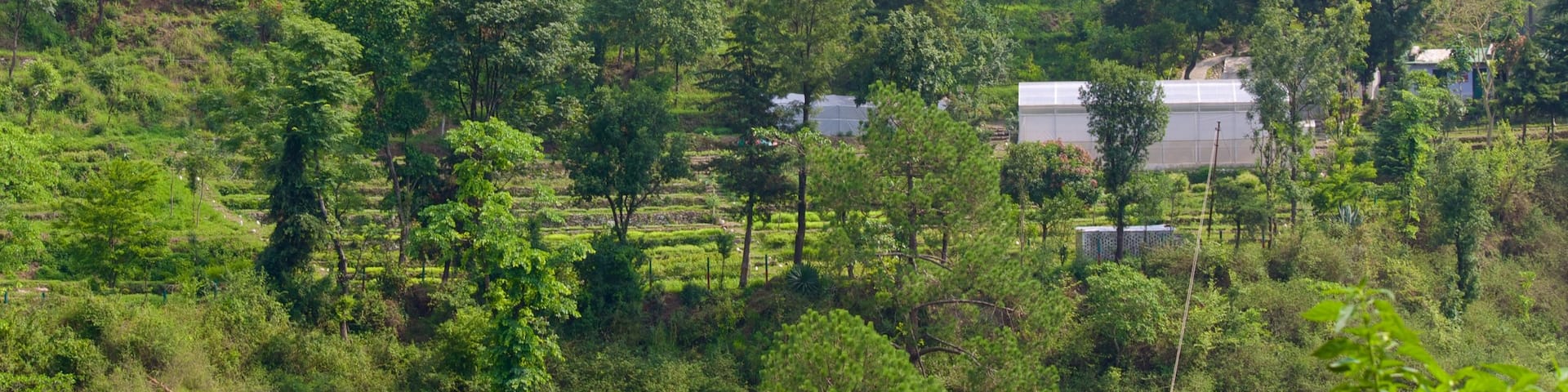 Nainital featuring forest scenes