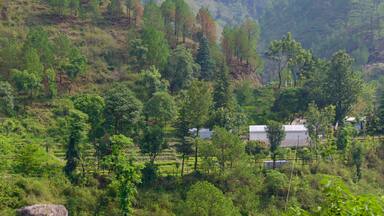 Nainital featuring forest scenes