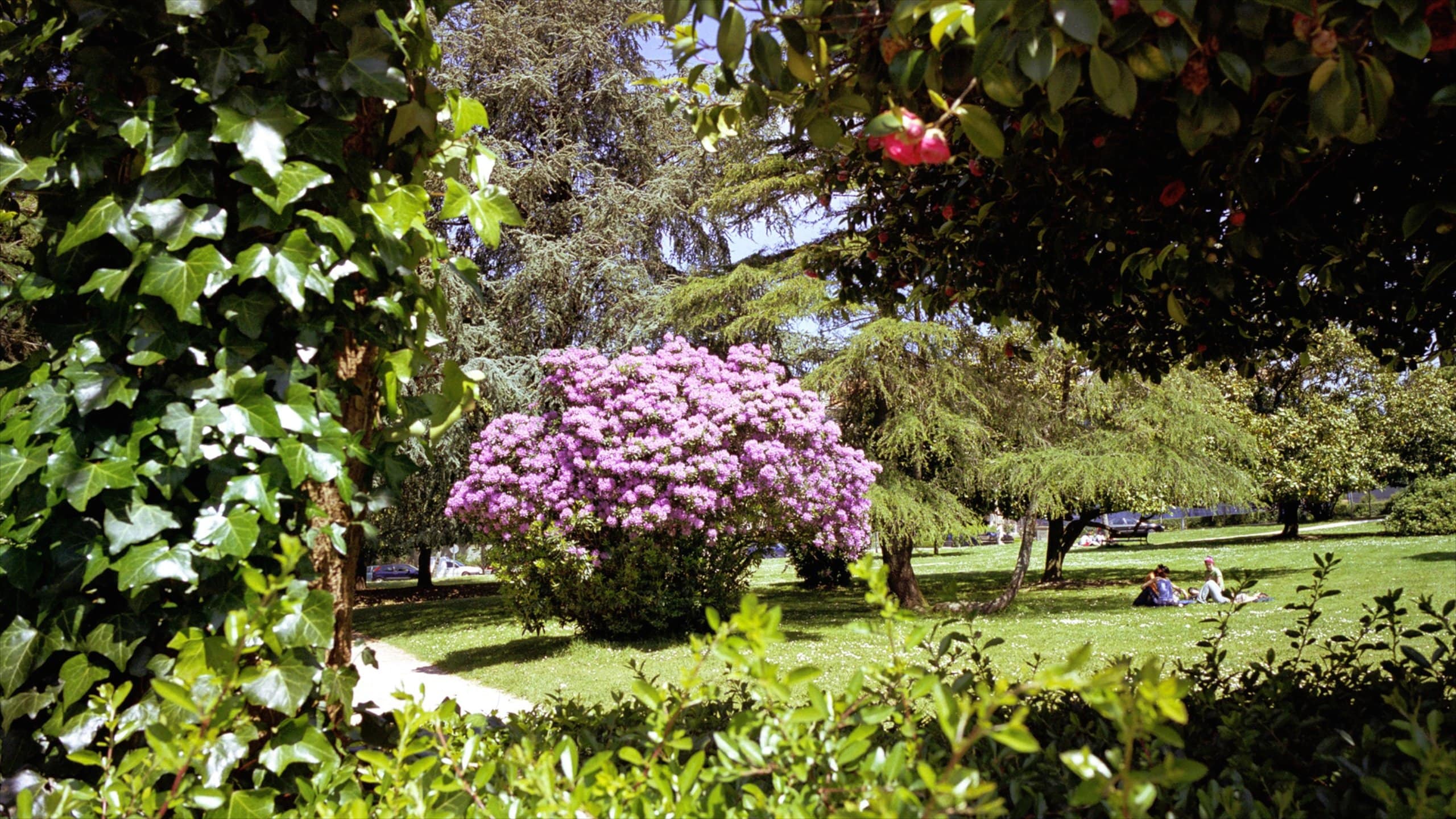 Santiago de Compostela which includes flowers, a park and wildflowers