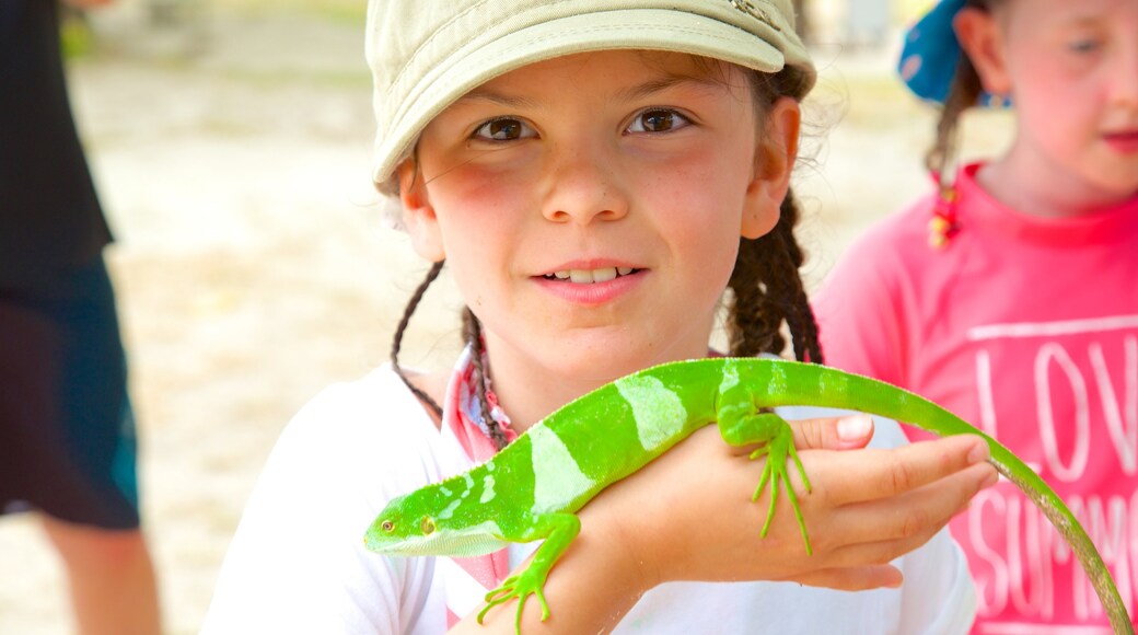 Turtle Bay showing animals as well as children