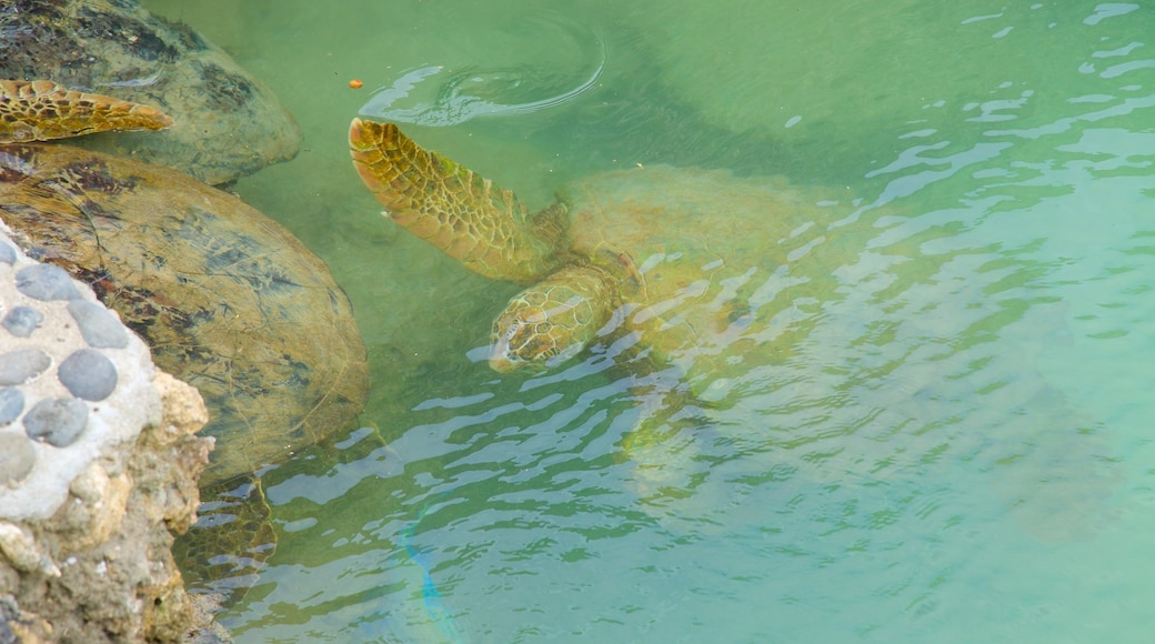 Turtle Bay featuring marine life