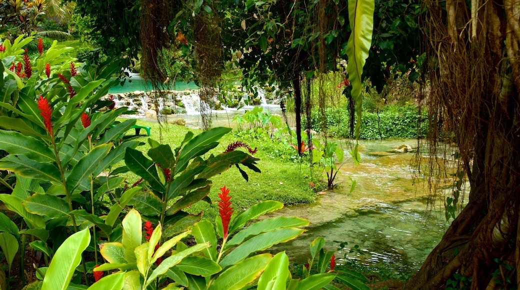 Cascadas de Mele ofreciendo flores silvestres, escenas tropicales y un río o arroyo