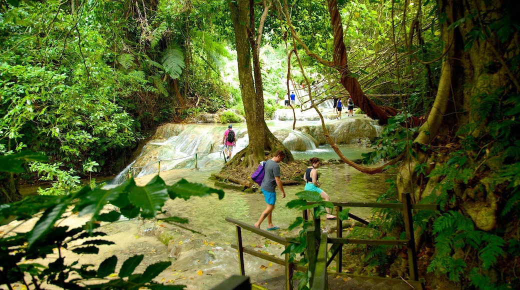 Mele Cascades showing forests