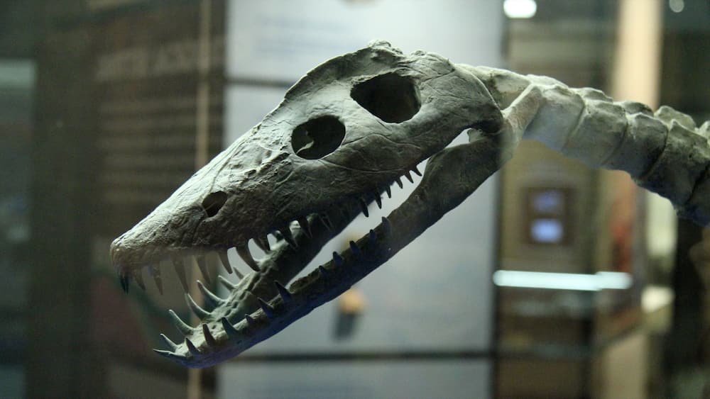 Centre canadien de découverte des fossils