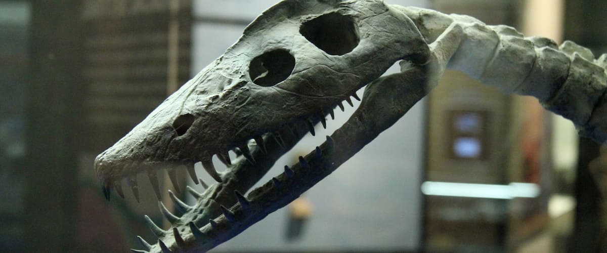 Canadian Fossil Discovery Centre