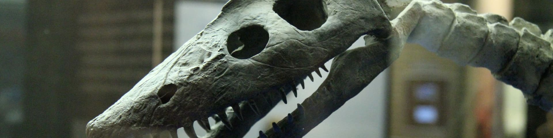 Canadian Fossil Discovery Centre